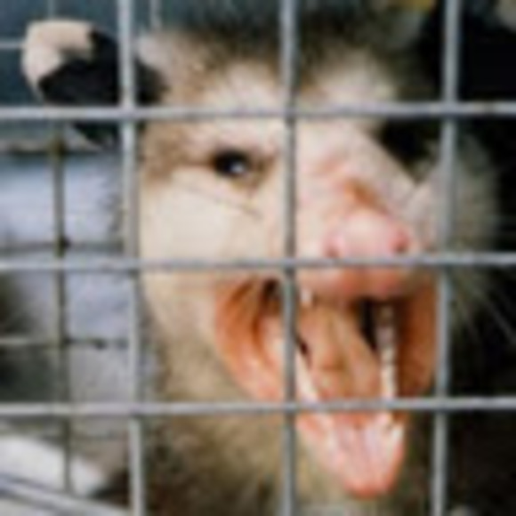 Meet your Posher, Shelby - Picture 1 of 1